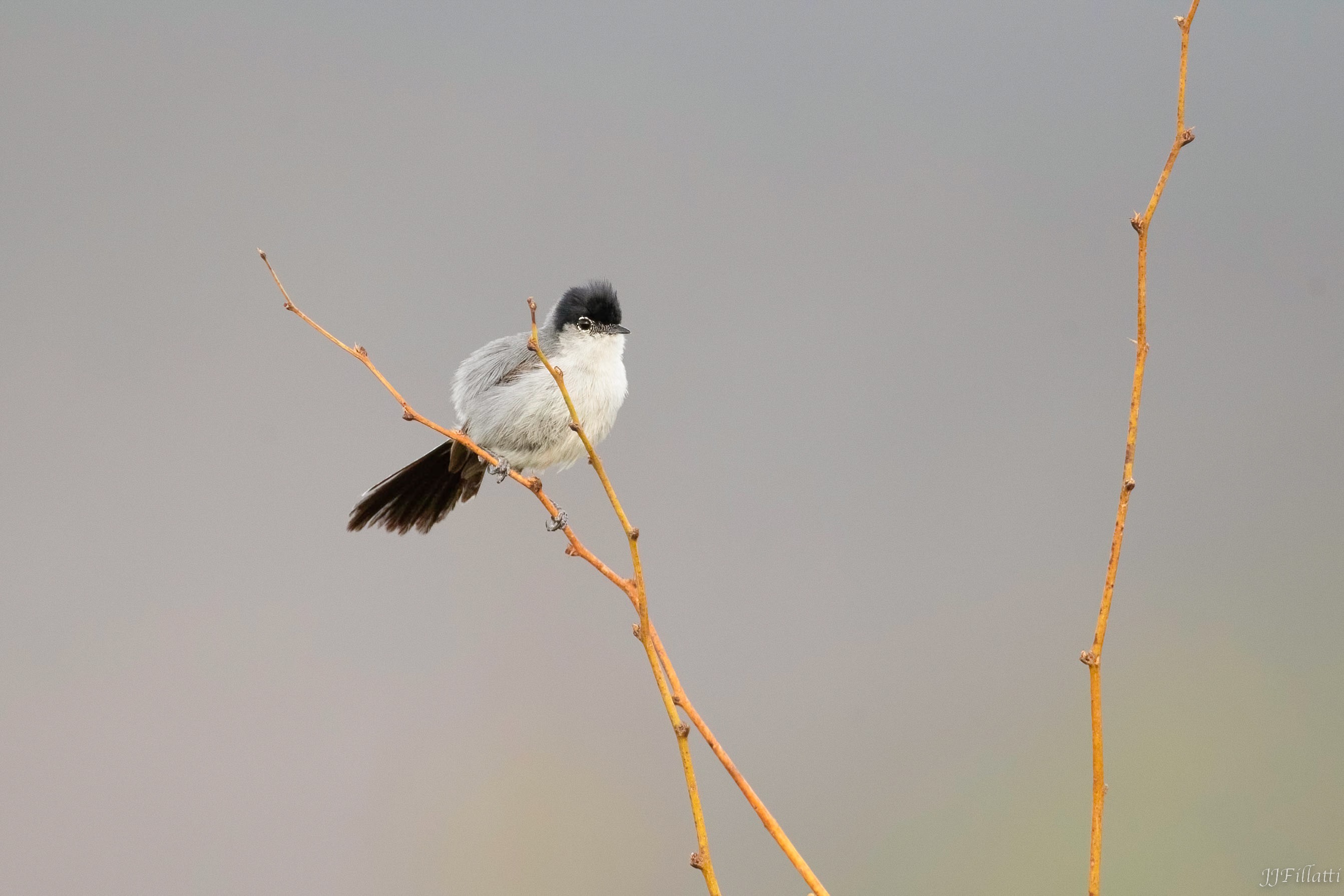 bird of arizona image 27